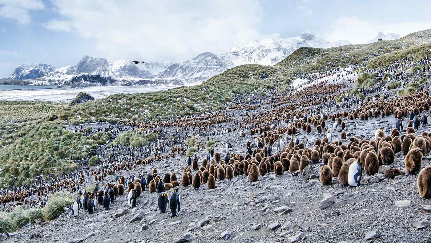 Riscaldamento globale, l’Antartide sta diventando sempre più verde