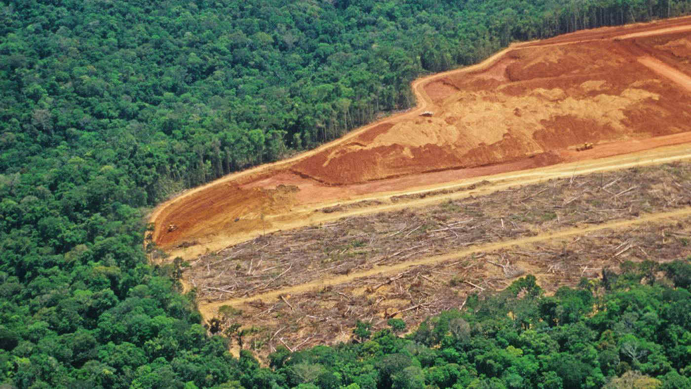 Effetti della deforestazione: questi insetti hanno cambiato colore