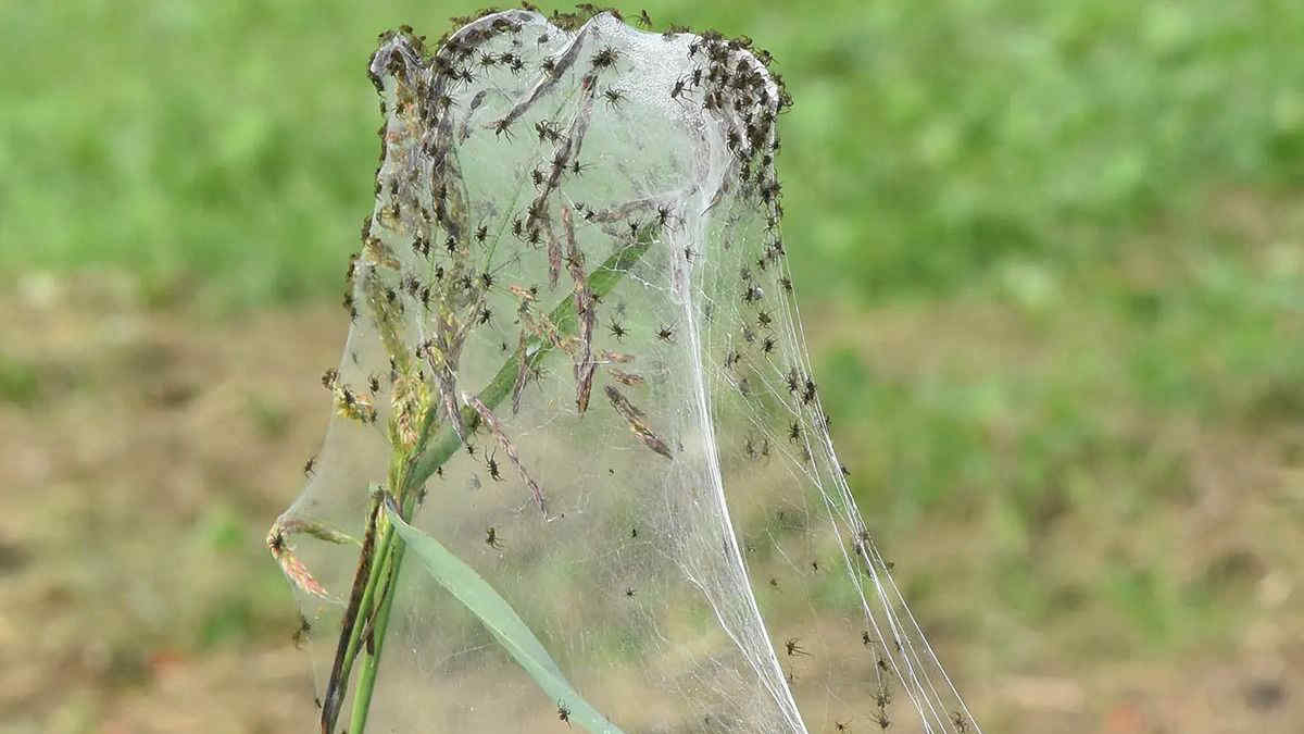 Ragnatele giganti nei campi in Emilia Romagna: fenomeno virale sui social, di cosa di tratta? Le foto