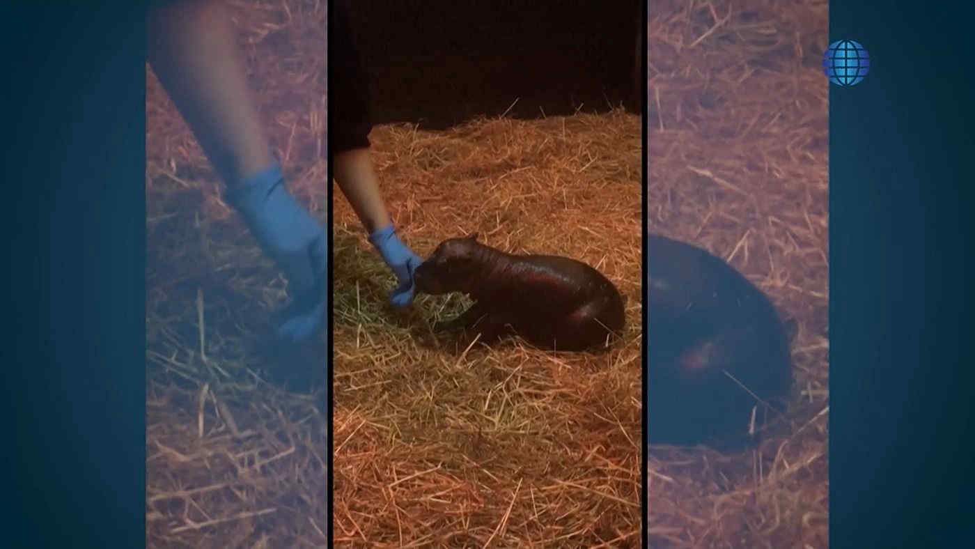 Ippopotamo pigmeo, la cucciola Haggis sfida la star del web Moo Deng - Video