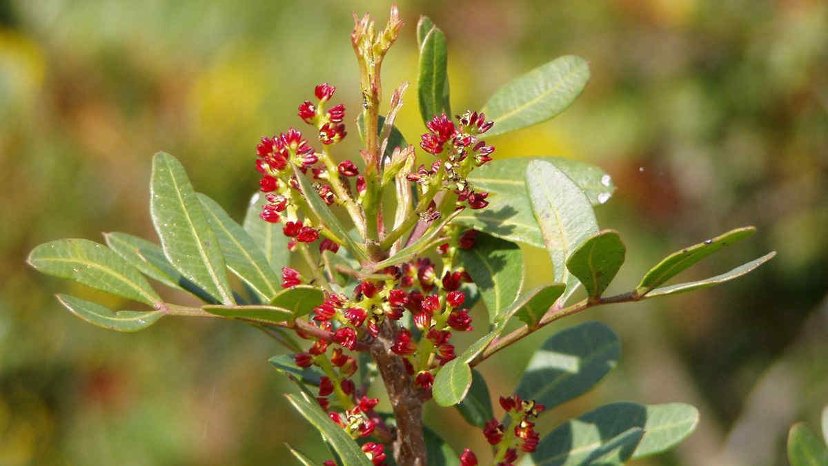 Pistacchio: come coltivare in vaso o in giardino l’oro verde