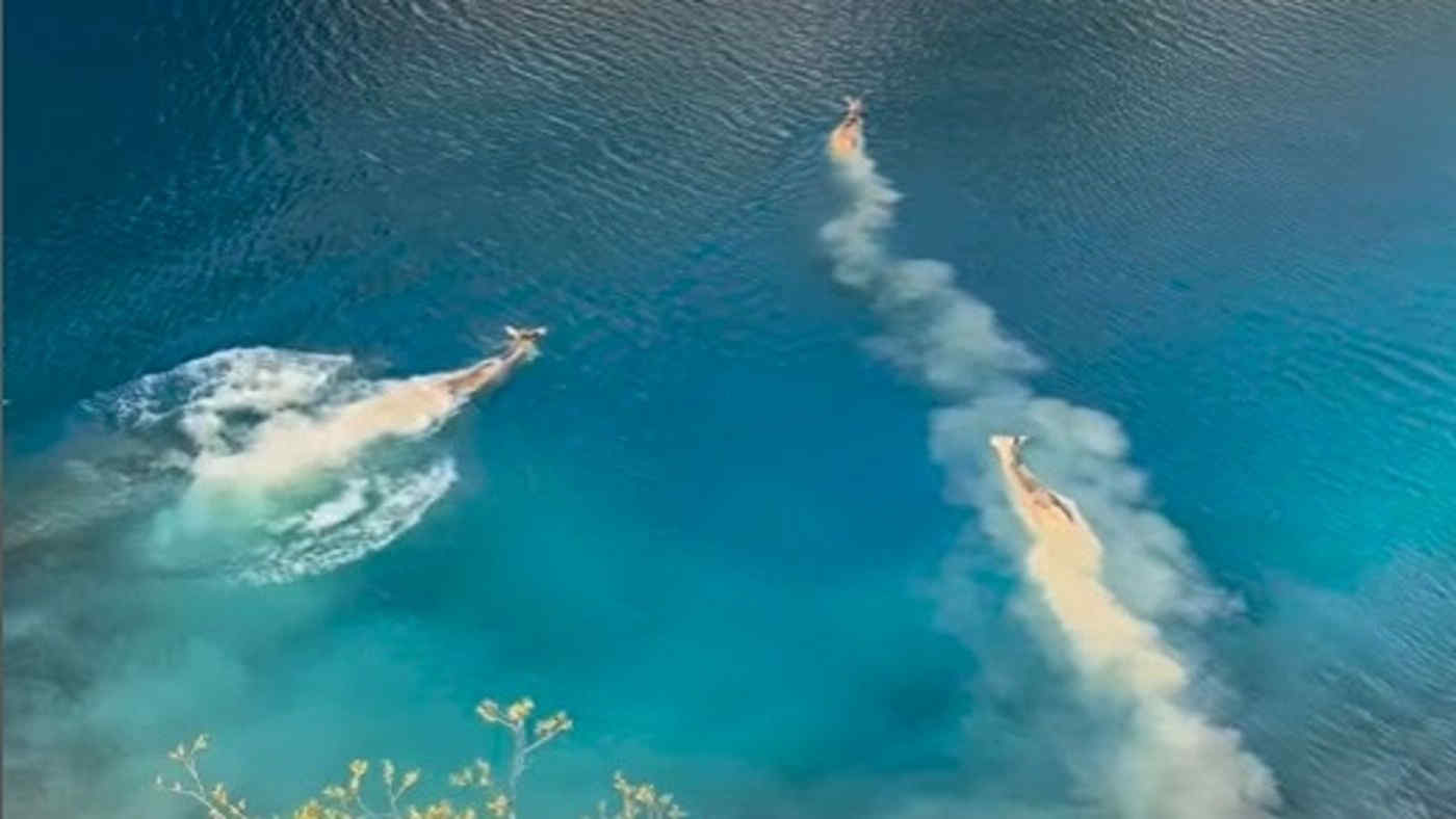 I cervi nuotano nel lago di San Domenico in Abruzzo: il video straordinario (mentre il Consiglio di Stato ne salva 469)