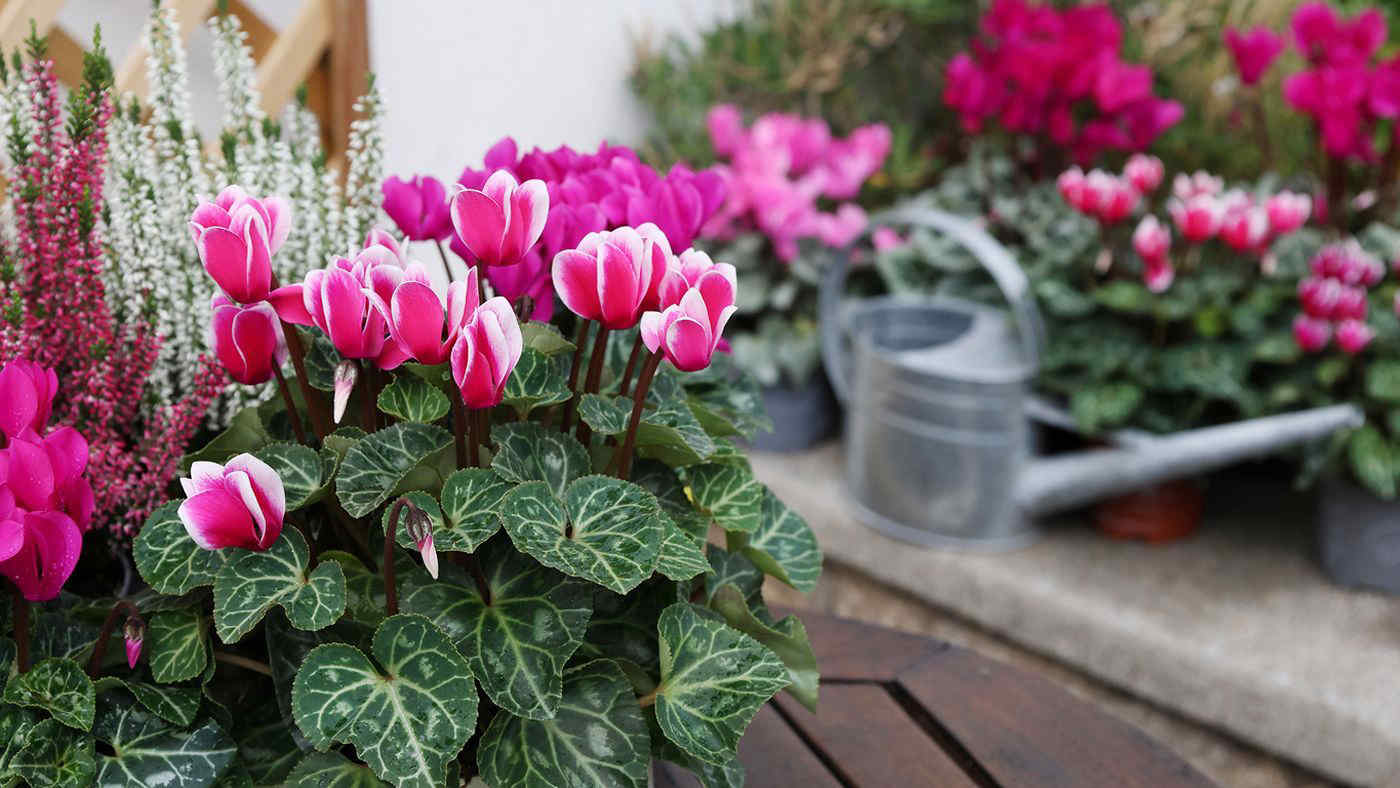 Giardino d'autunno: 10 piante che colorano lo spazio verde fino a Natale