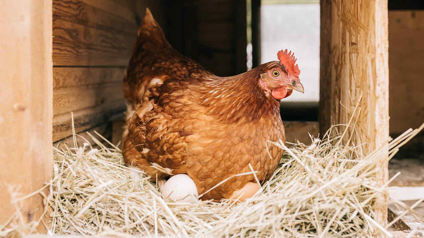 È nato prima l’uovo o la gallina? Ora c’è la risposta scientifica