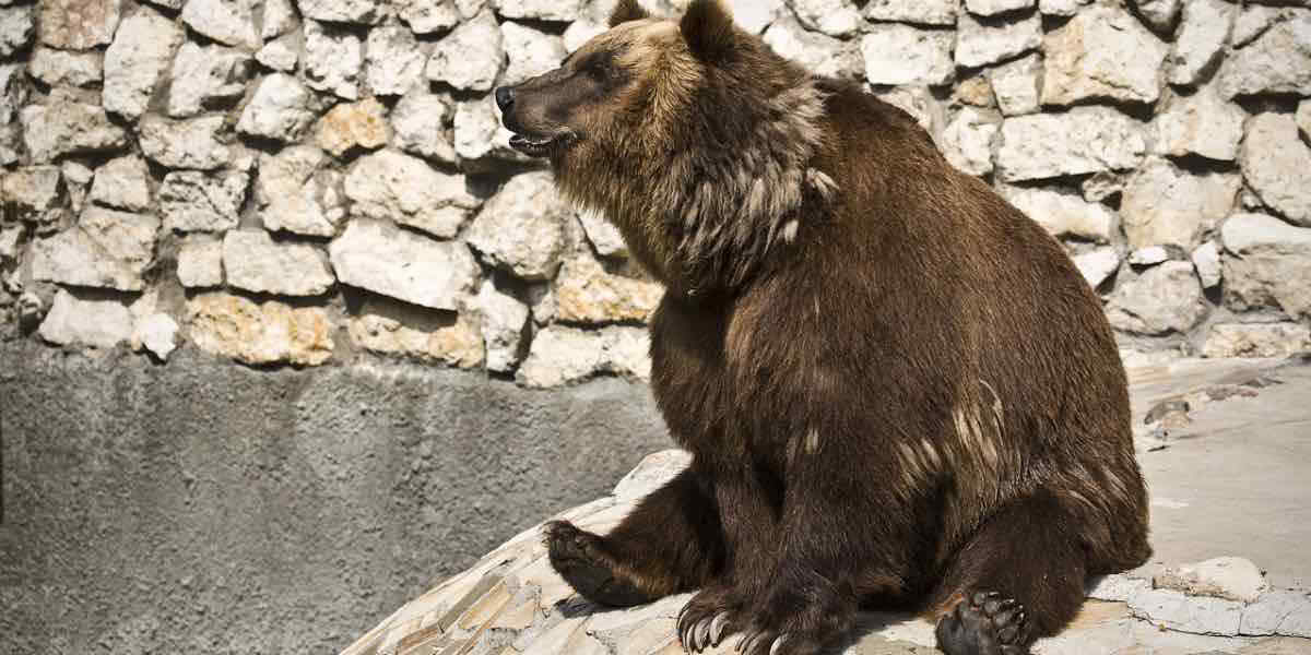 California: orso entra in casa e fa il bagno in piscina