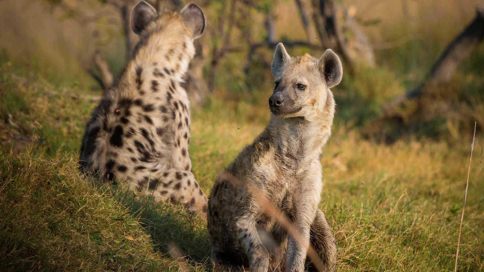 Uganda, iene in crescita e leoni in pericolo: i dati emersi da uno studio