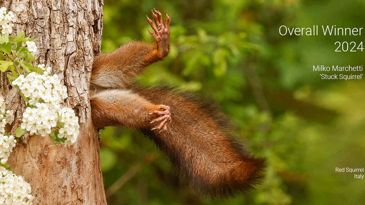 Comedy Wildlife Photography Awards 2024: a trionfare è la foto di un italiano