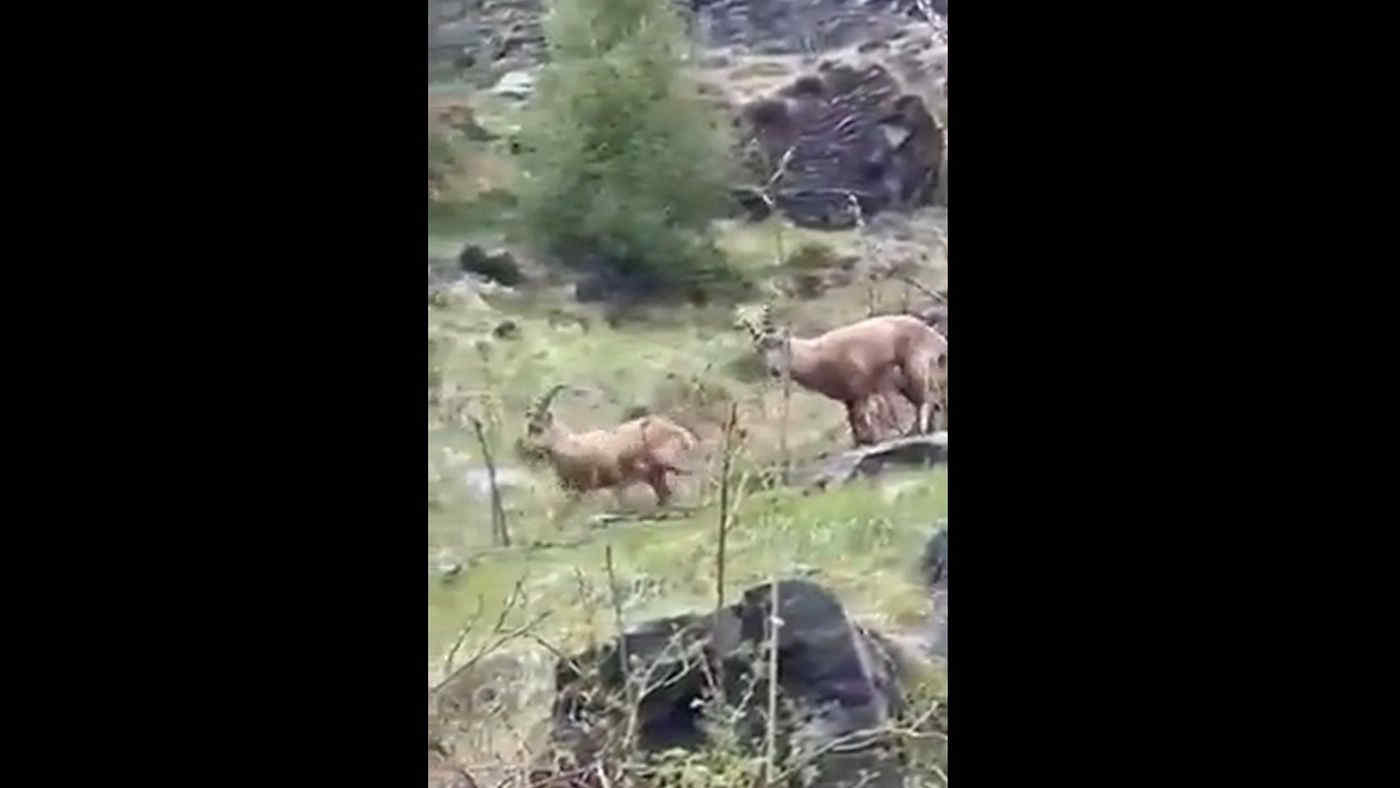 Valle Antrona, Lago dei Cavalli: stambecchi incantano e diventano virali - Video