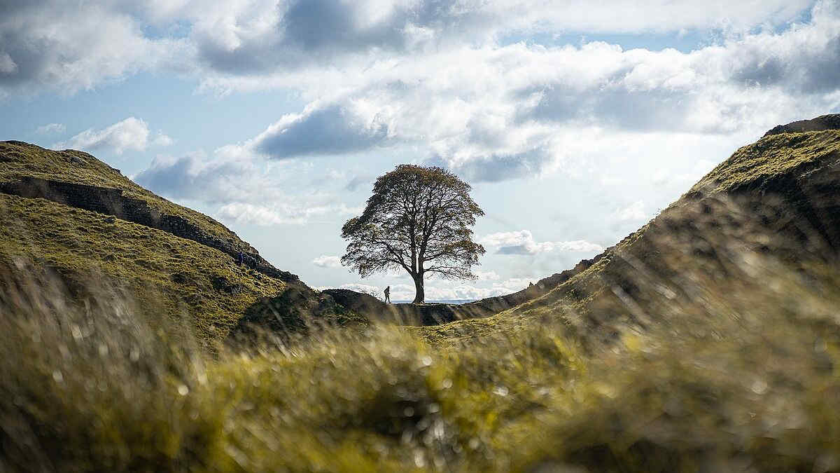Regno Unito, Sycamore Gap Tree: abbattuto "per gioco" l'albero di Robin Hood? Il processo e perché se ne parla tanto