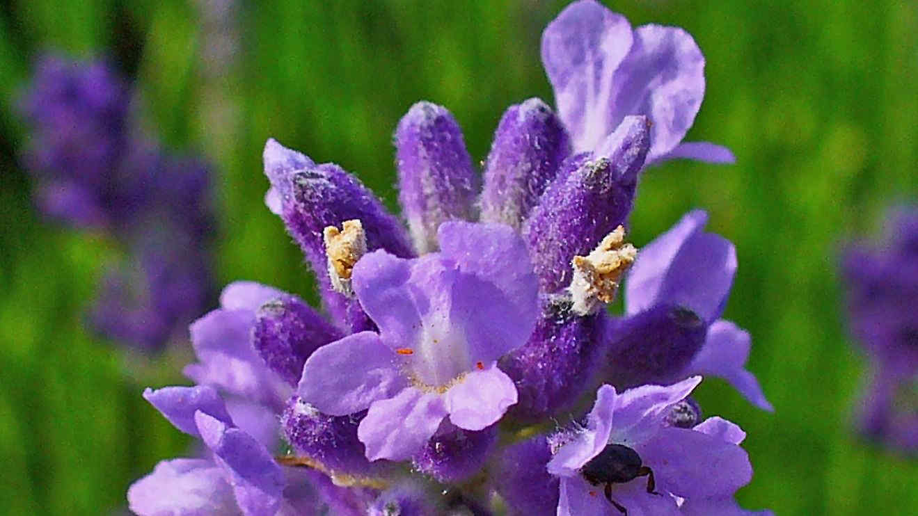 Come prendersi cura della lavanda in giardino e garantirsi profumatissime fioriture