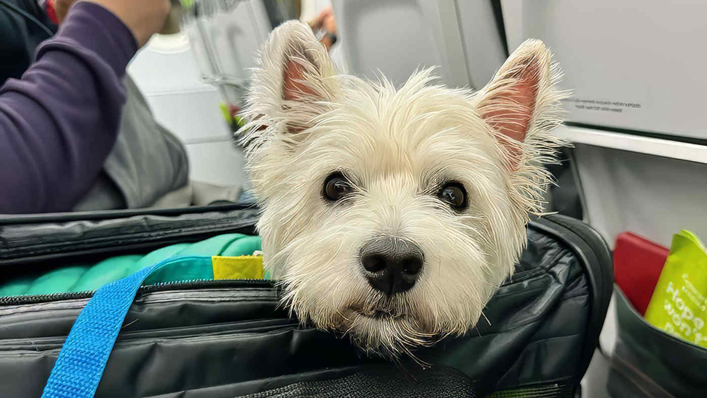 Voli, Mit: Enac estende possibilità di animali domestici in cabina