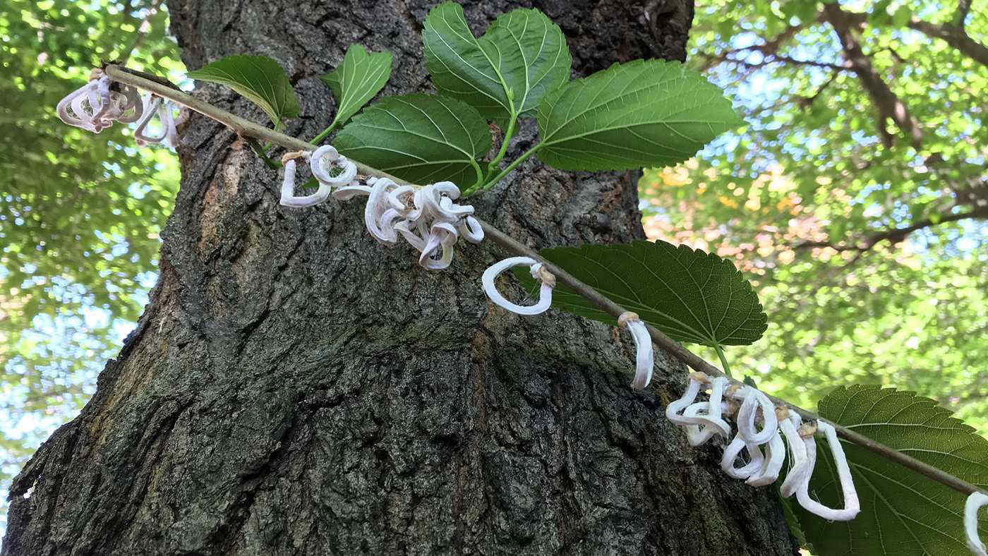 Milano è invasa dalla cocciniglia dai filamenti cotonosi