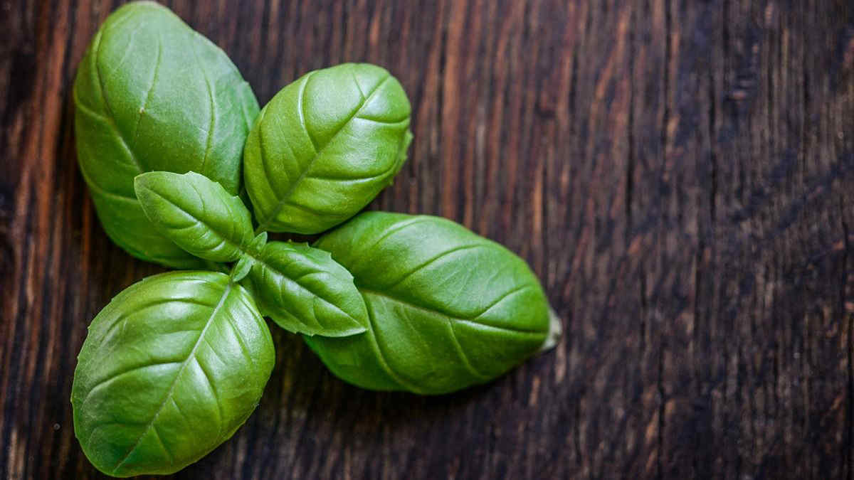 Erbe aromatiche: quali sono quelle più facili da coltivare in casa?