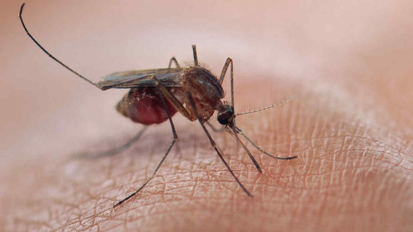 Qual è l’unico Paese al mondo senza zanzare? Ecco in quale nazione non ci sono questi insetti