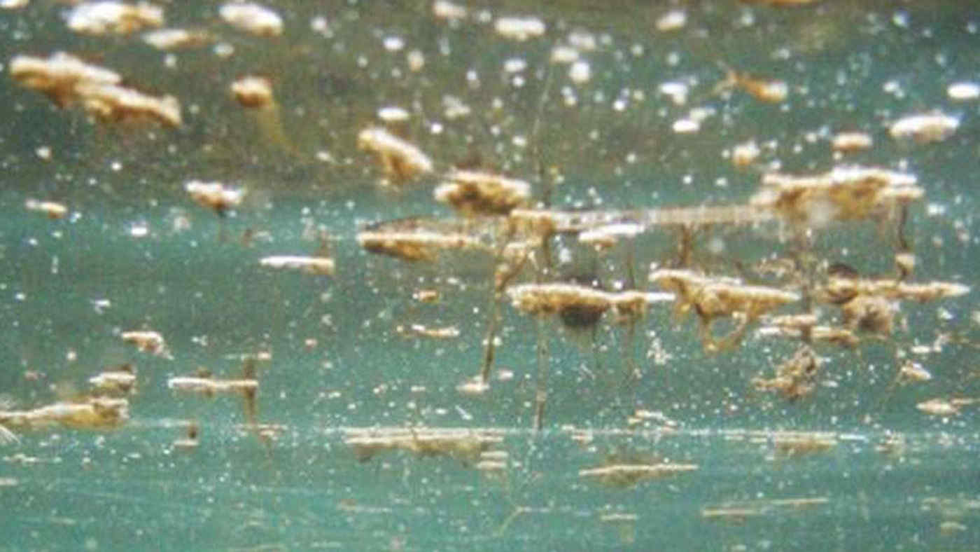 Alga tossica in Italia: le coste colpite dalla Liguria alla Sicilia. Rischi per la salute?