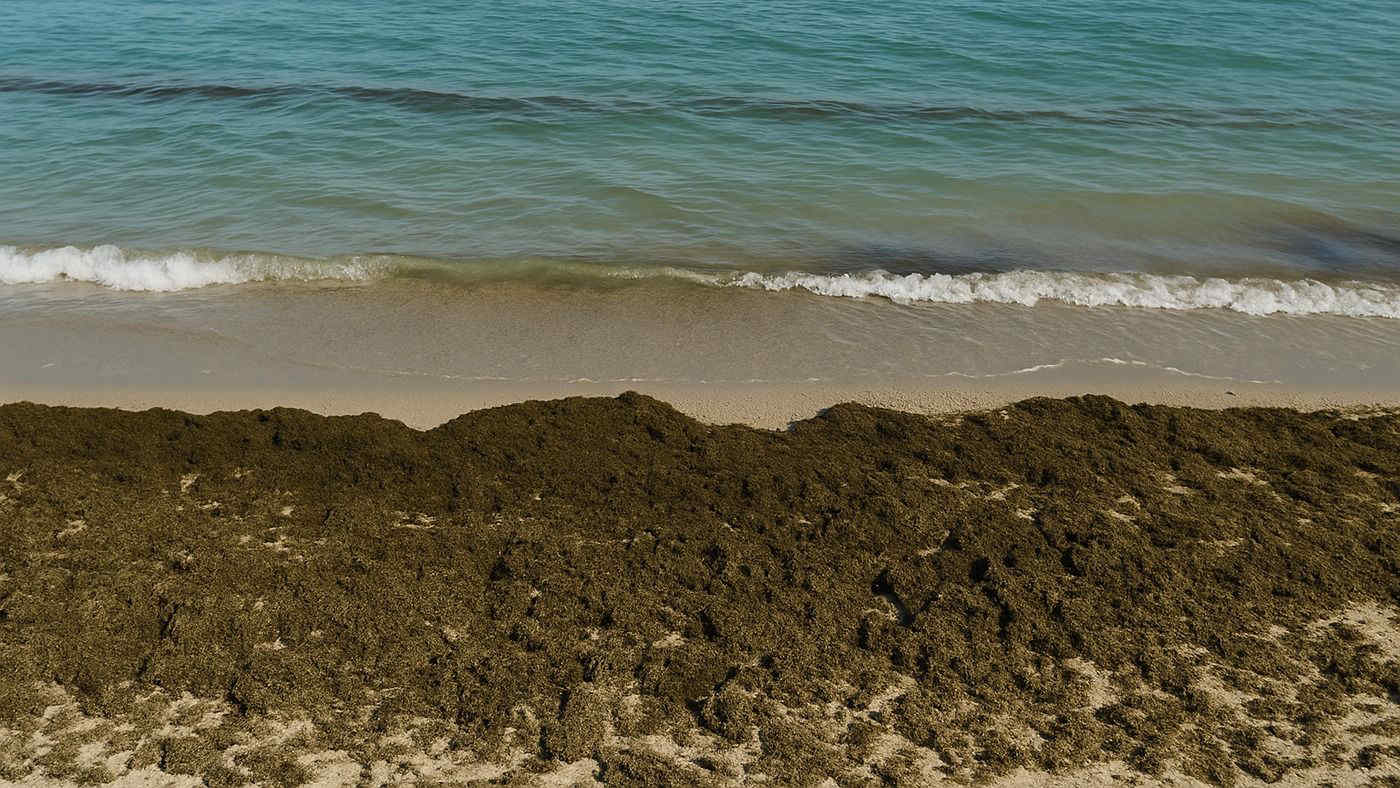 Alga tossica in Italia: le coste dalla Liguria alla Sicilia le più colpite e i rischi per la salute