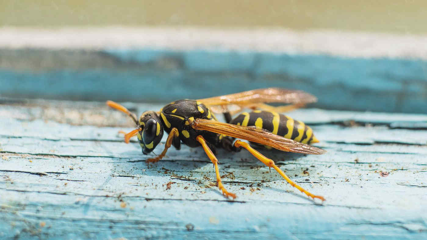 10 piante che tengono lontane le vespe e i calabroni
