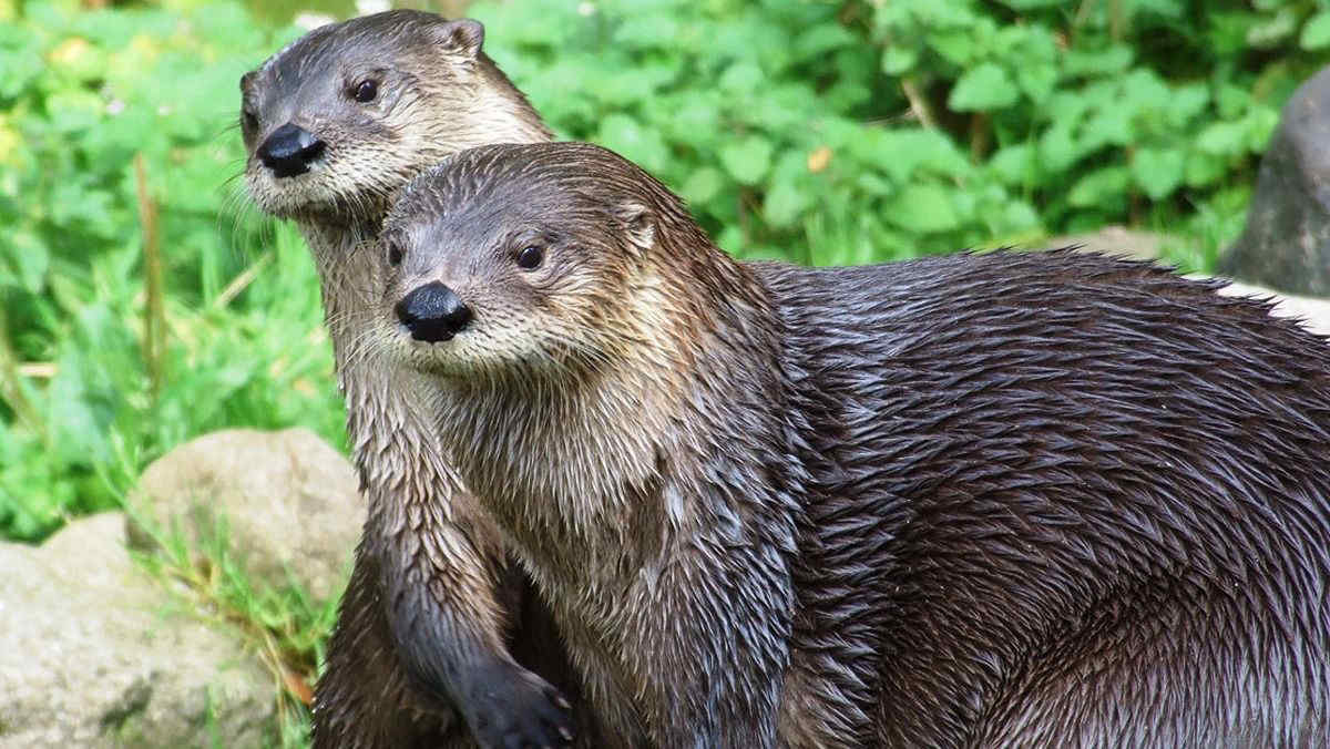 La lontra è tornata a popolare i fiumi dell'Alto Adige: ritorno storico dopo oltre mezzo secolo di assenza