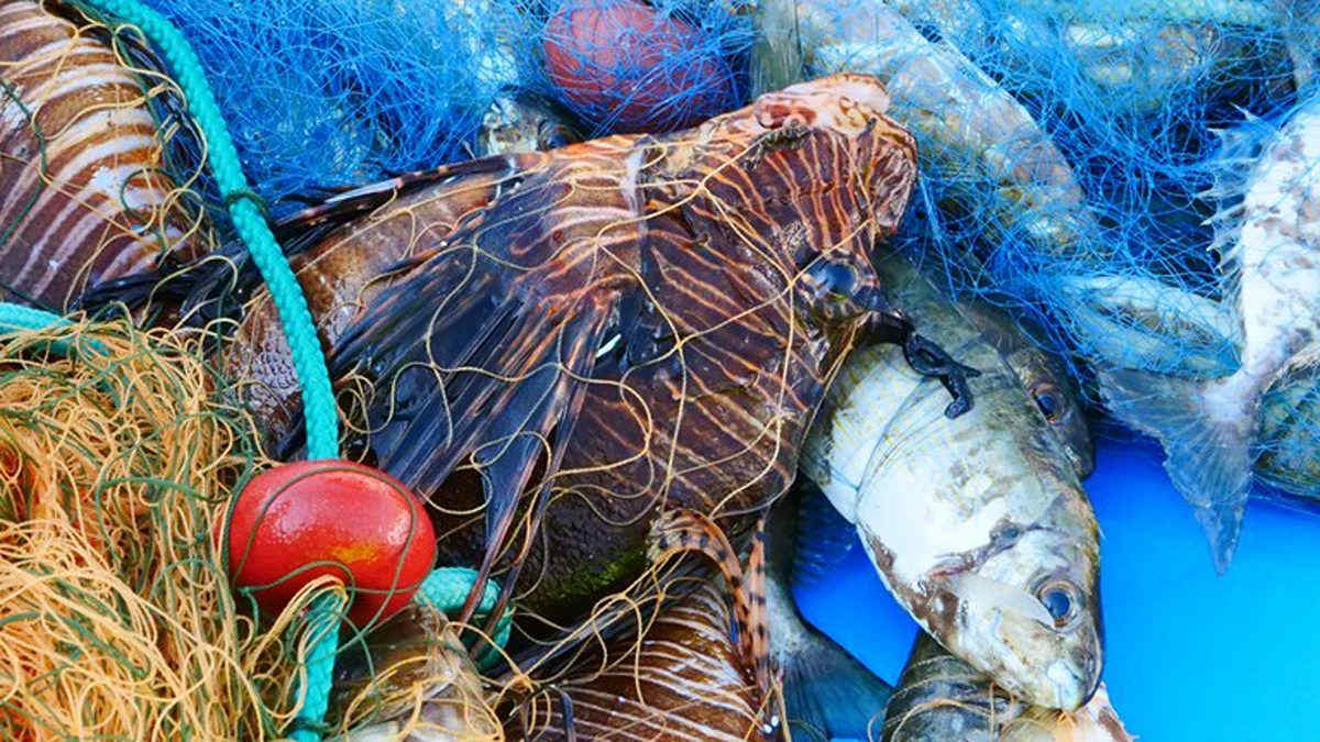 Tropicalizzazione del Mediterraneo: come le specie aliene stanno cambiando il mare