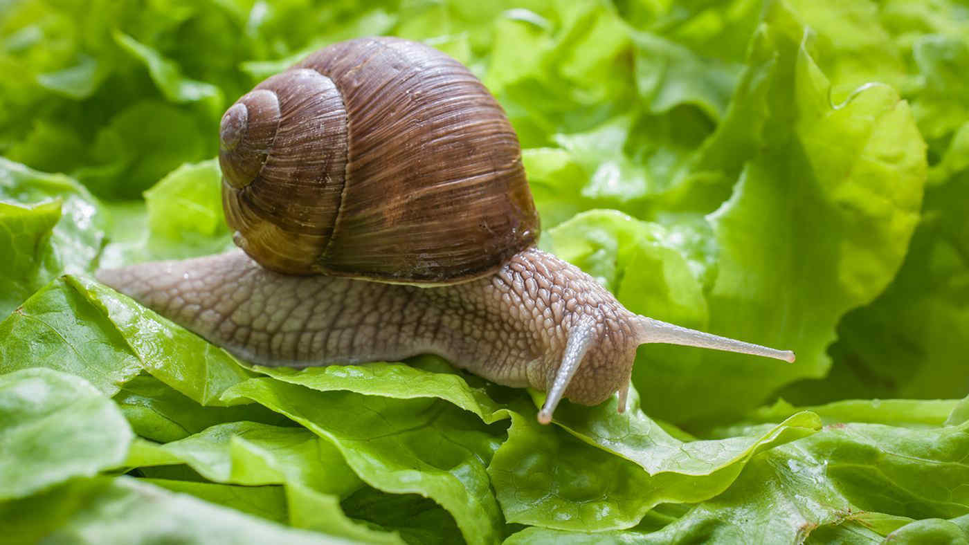 Scoperta nuova specie di lumaca invasiva in Italia: perché e' dannosa