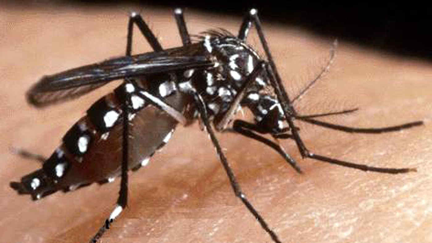 Chikungunya, allerta a Verona: almeno 46 casi. Disinfestazioni e manifestazioni a rischio