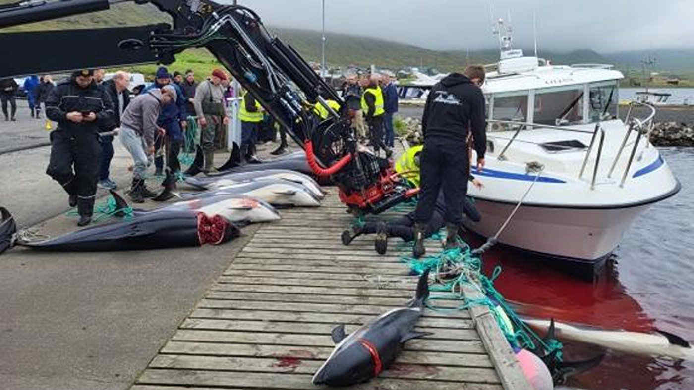 “Fermate la Grindadráp”. Altri 53 delfini uccisi nella "pesca tradizionale" delle Faroe