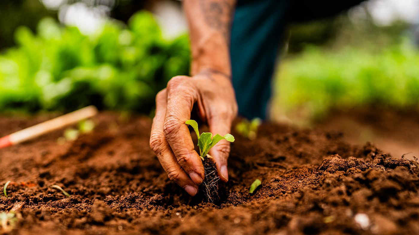 Orto e giardino: quali sono i lavoretti da fare a settembre 2025?