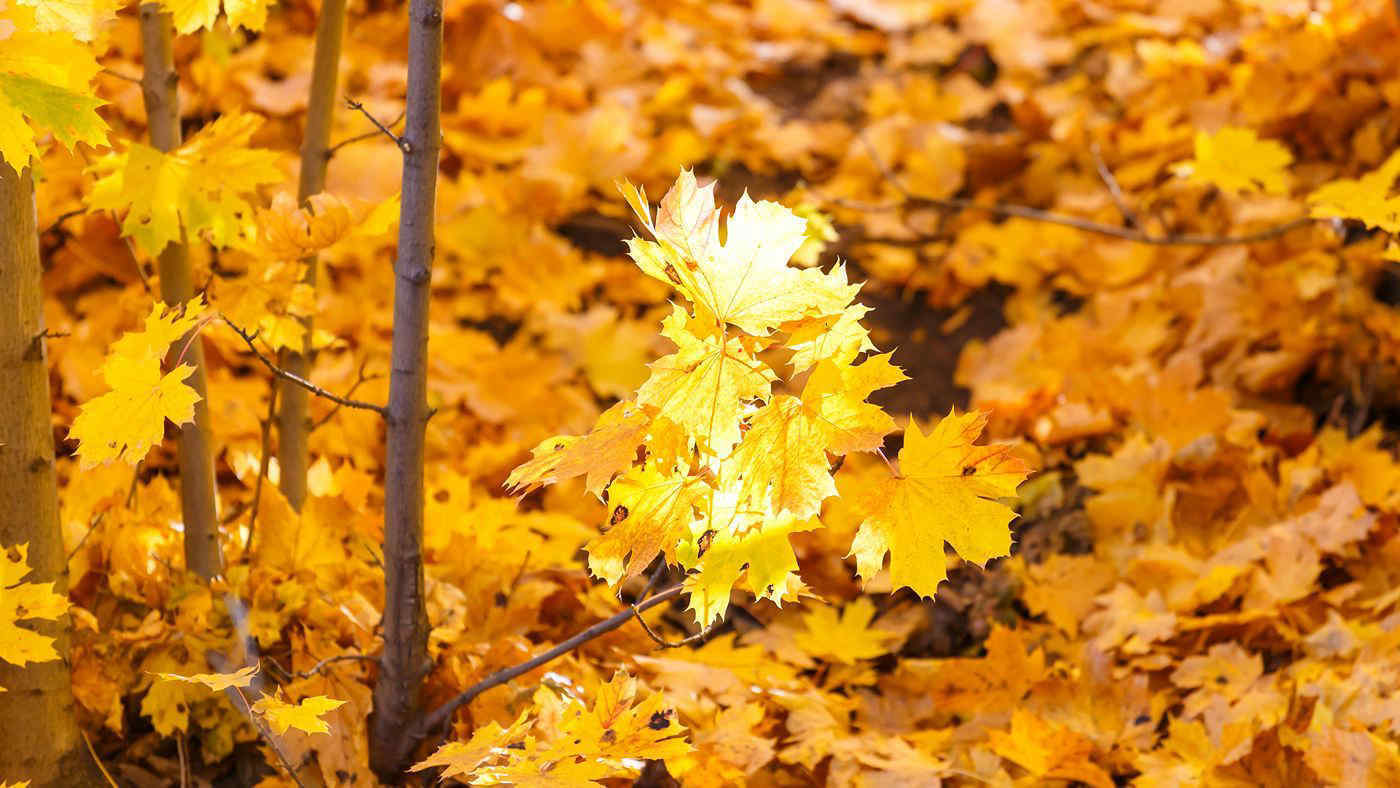 Quando arriva l’autunno? Ecco perché l’equinozio non sempre cade il 21 settembre