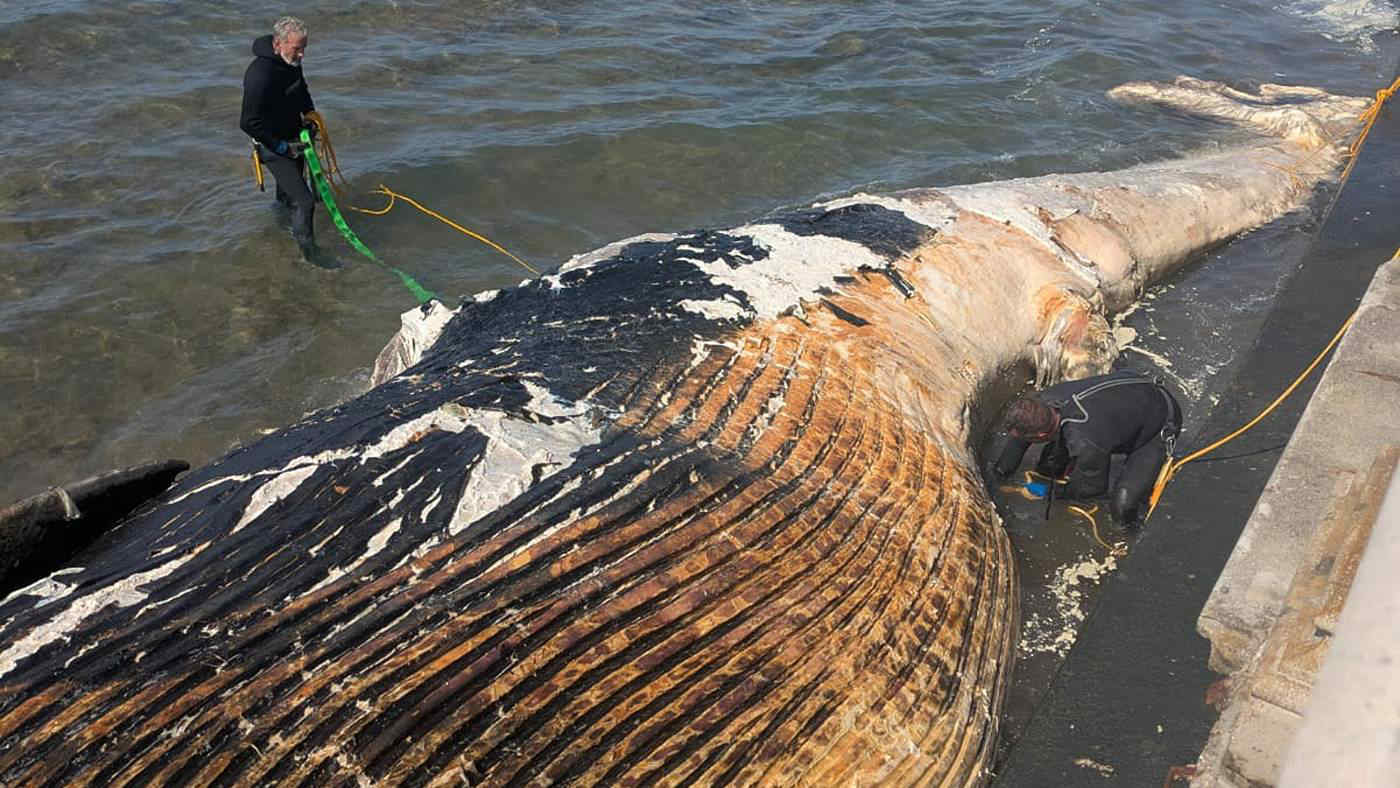 Balenottera di 18 metri trovata morta e arenata alla Terrazza Mascagni di Livorno