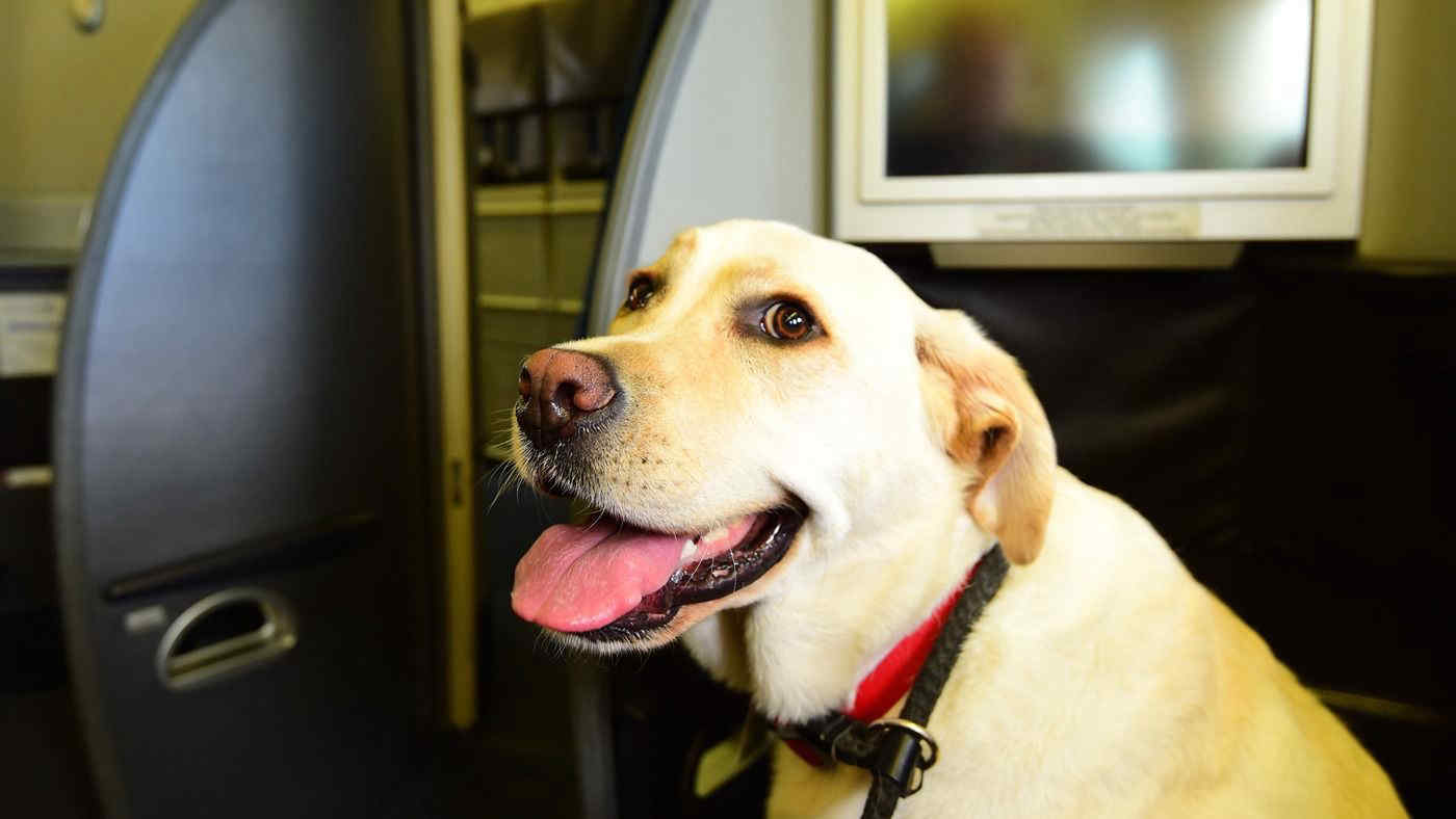 Cani sopra 10 kg in aereo, Salvini: si parte il 23 settembre