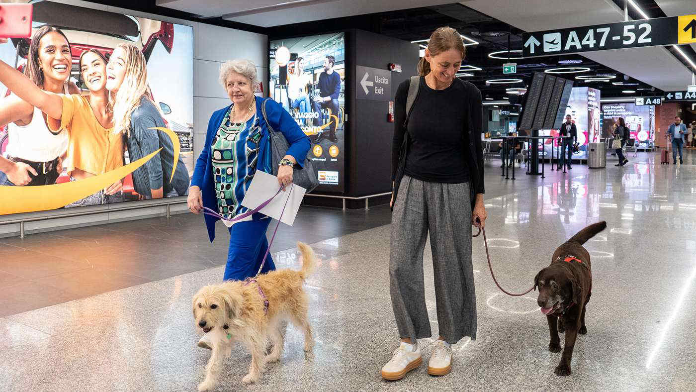 Cani in aereo: primo volo con medi e grandi in cabina