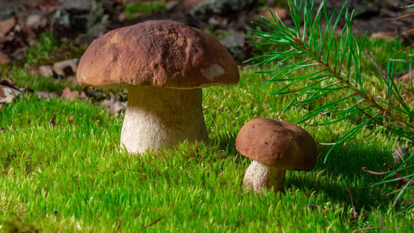 Stagione record per i funghi: boschi invasi (anche troppo)