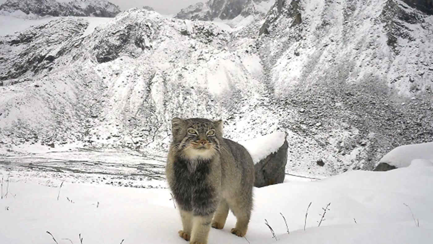 Gatto di Pallas paparazzato per la prima volta sull’Himalaya: la foto e la storia di un felino incredibile