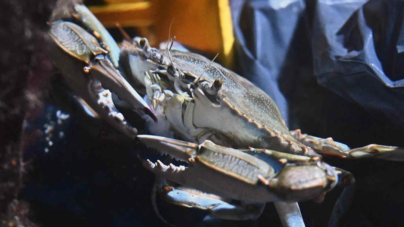 Granchio blu: invasione a Punta Marina e Marina di Ravenna, cosa sta succedendo?