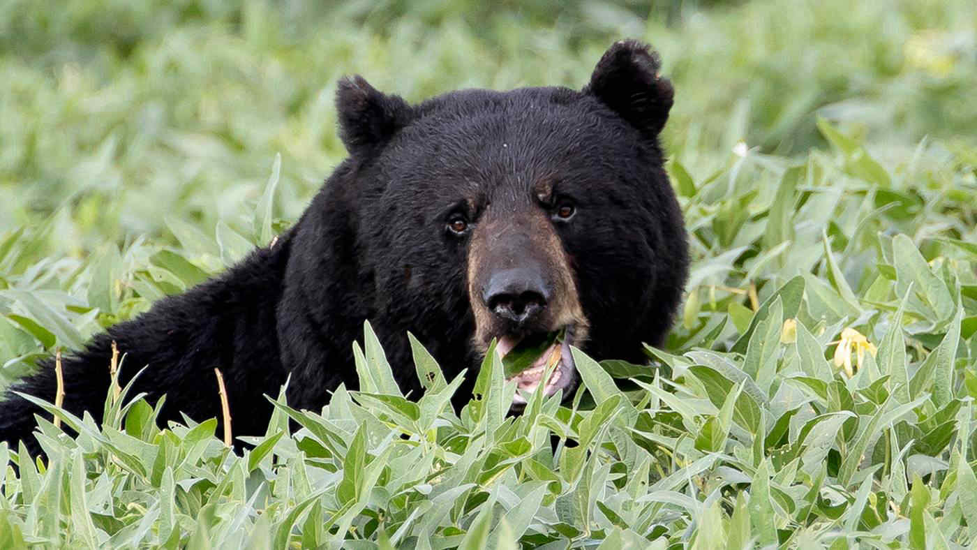 Usa, riaperta la caccia agli orsi neri in Florida: oltre 160 mila richieste per ucciderne 172