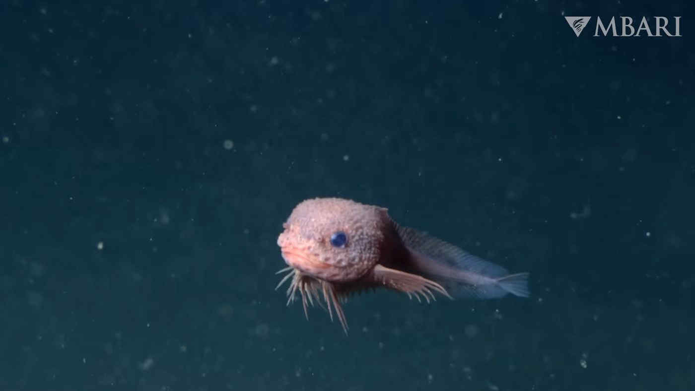 Pesce lumaca: niente paura, la nuova creatura degli abissi sembra un simpaticone