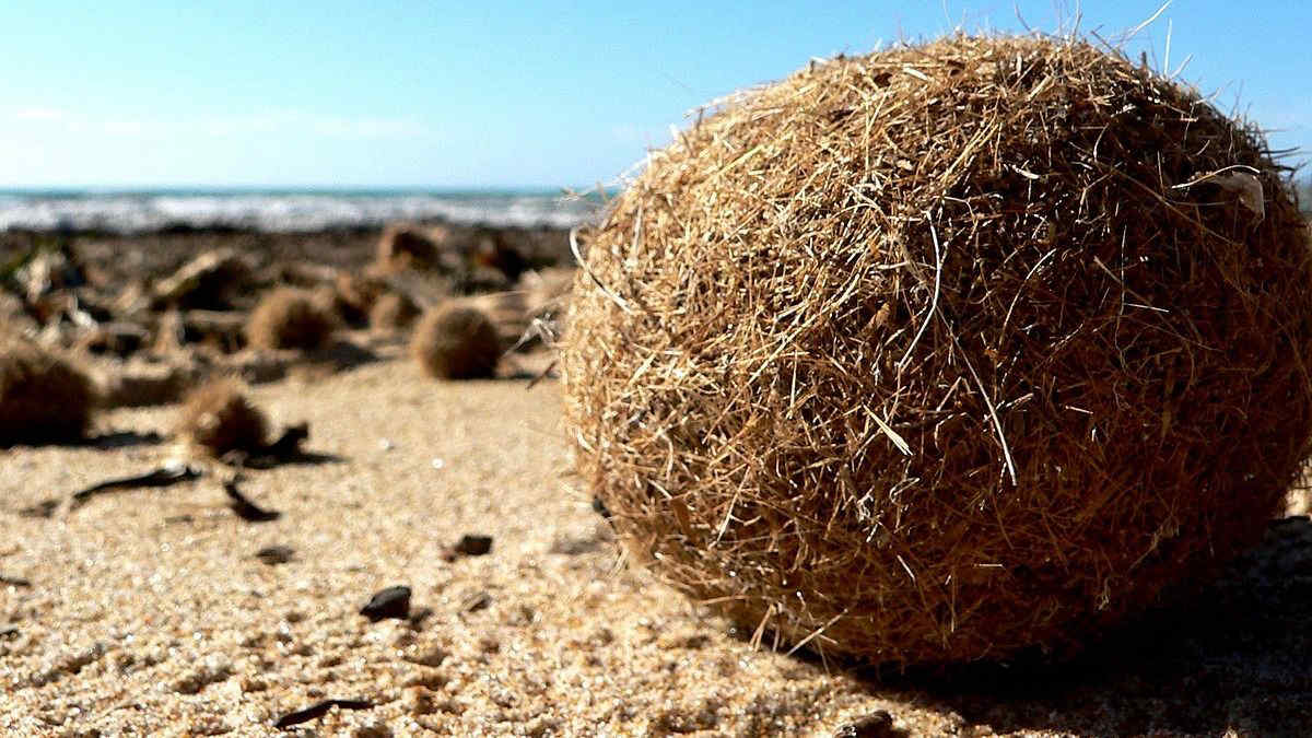Sempre più sfere di Nettuno nel Mediterraneo: cosa sono e da dove provengono