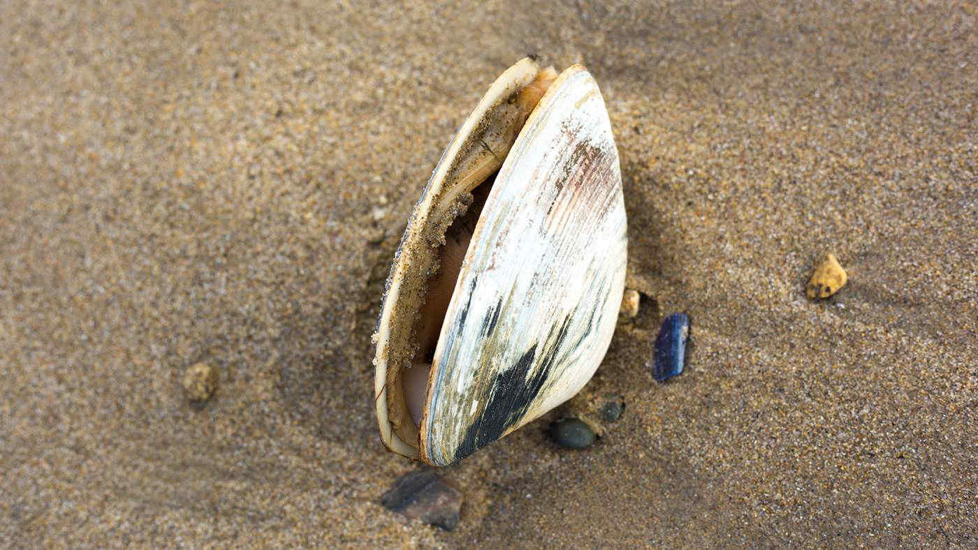 Scomparsa delle vongole dal mare: cosa sta succedendo?