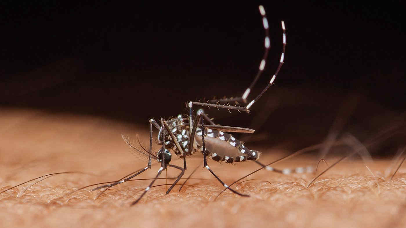 Dengue, Chikungunya, West Nile: aumentano i casi di malattie trasmesse da zanzare infette
