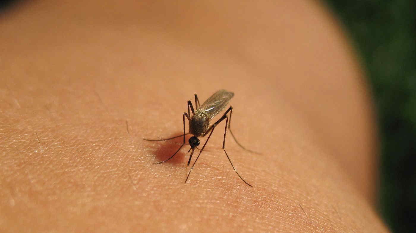 Malattia West Nile: già superati i casi e i decessi di tutto il 2024