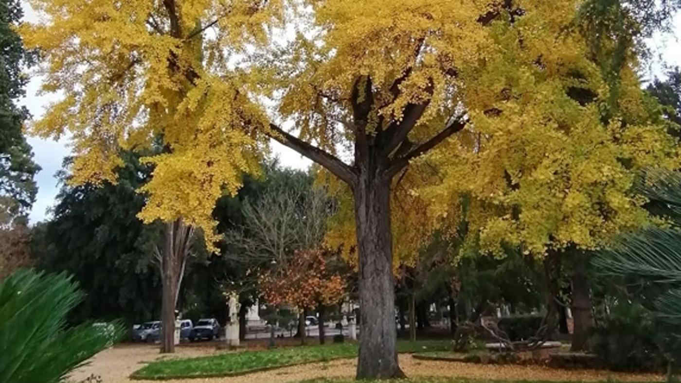 Villa Borghese perde un suo simbolo: abbattuto il Ginkgo Biloba centenario