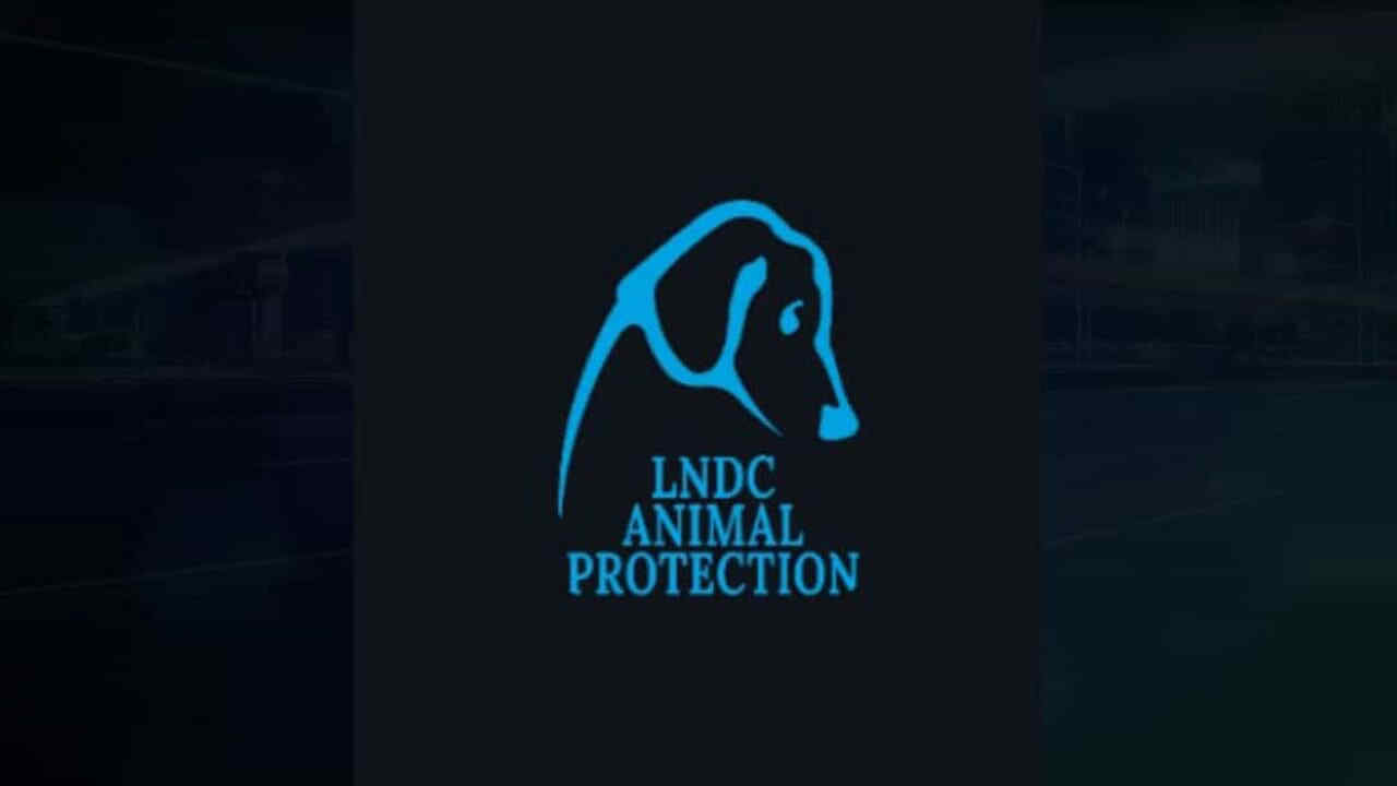 Strage di animali nel Lazio: bovini e equini uccisi per sicurezza stradale