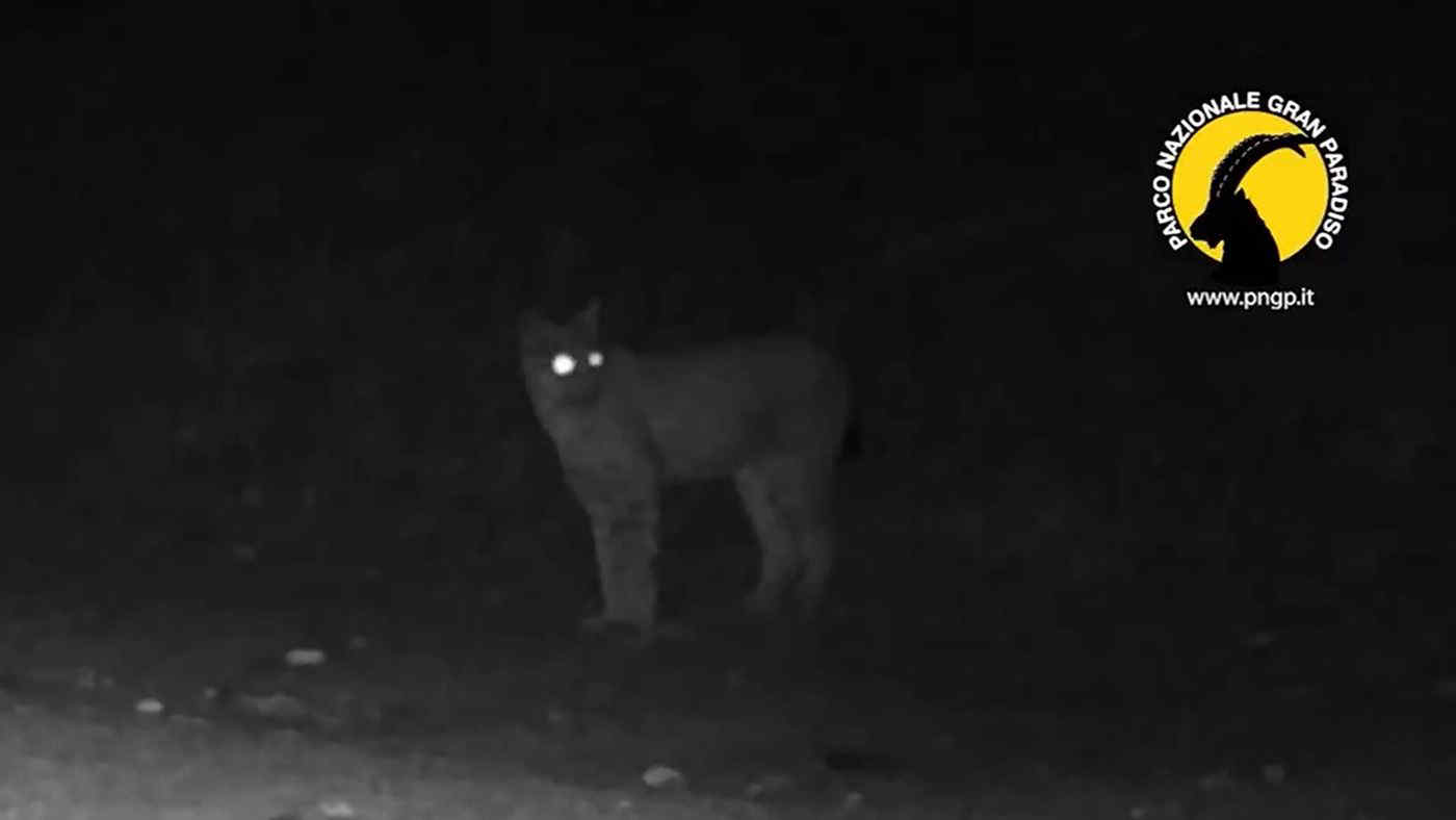 Una lince nel Parco Nazionale Gran Paradiso: nuova speranza per la specie