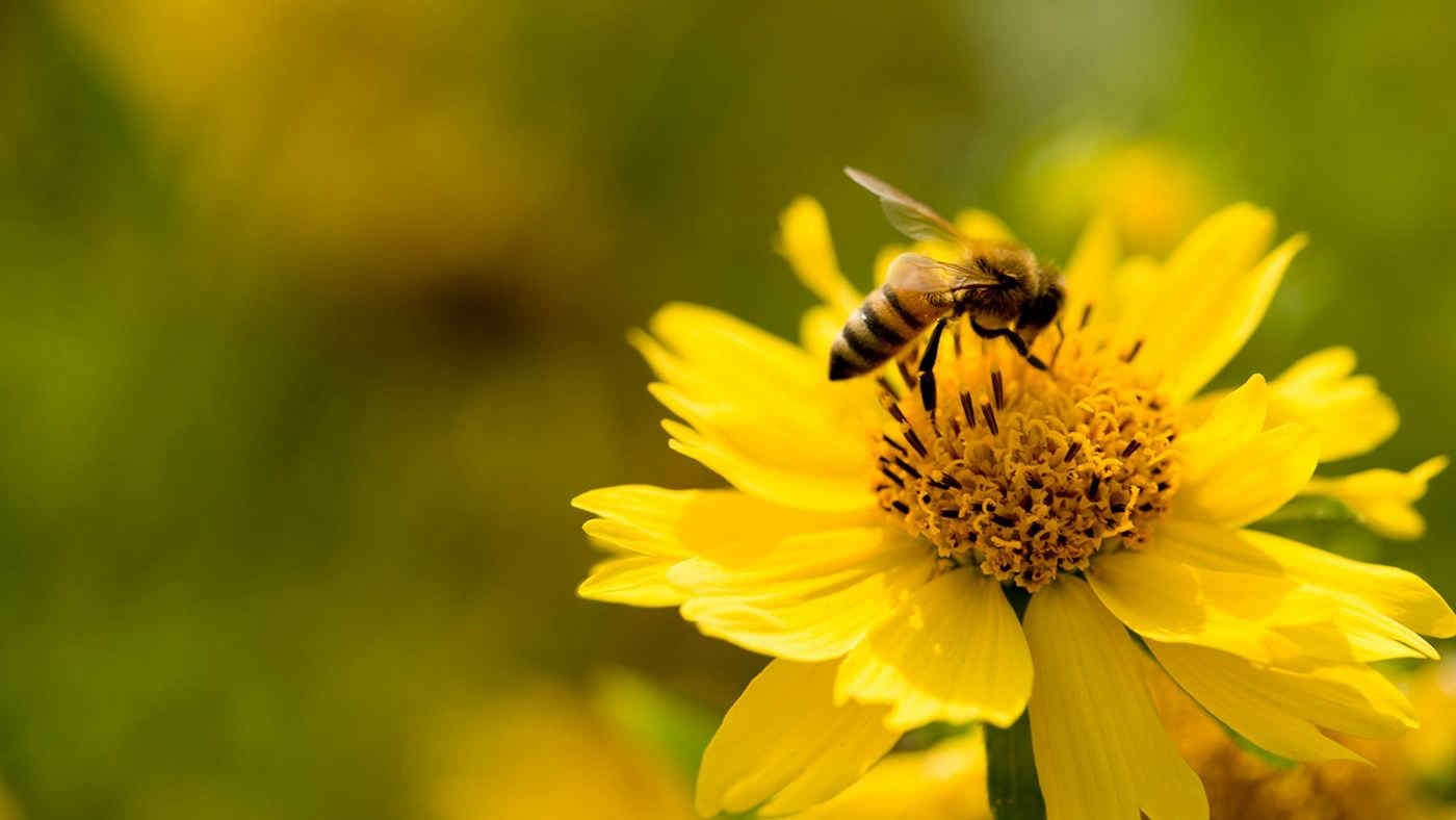 Sempre più api e farfalle a rischio estinzione: i dati allarmanti (anche per le colture)