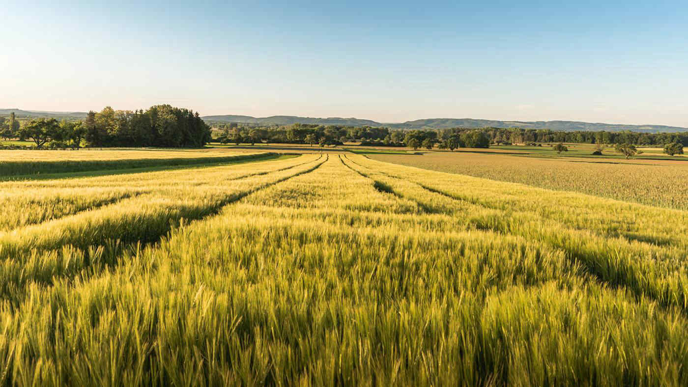Pesticidi nei campi di grano europei, uno studio: aumentati del 12% in 12 anni