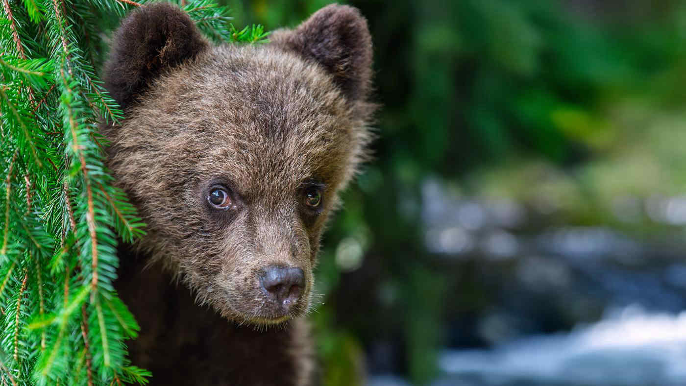 Un cucciolo di orso ucciso e scuoiato in un parco giochi del Trentino