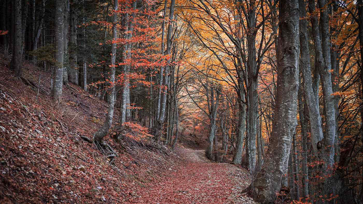 Foliage 2025 d’autunno: i 10 boschi italiani più spettacolari da visitare