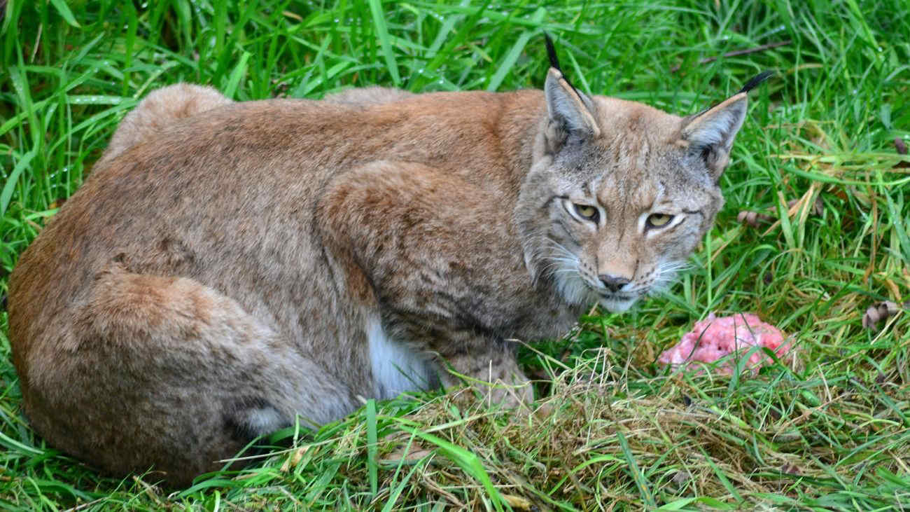 Una lince nel Parco Nazionale Gran Paradiso: nuova speranza per la specie scomparsa