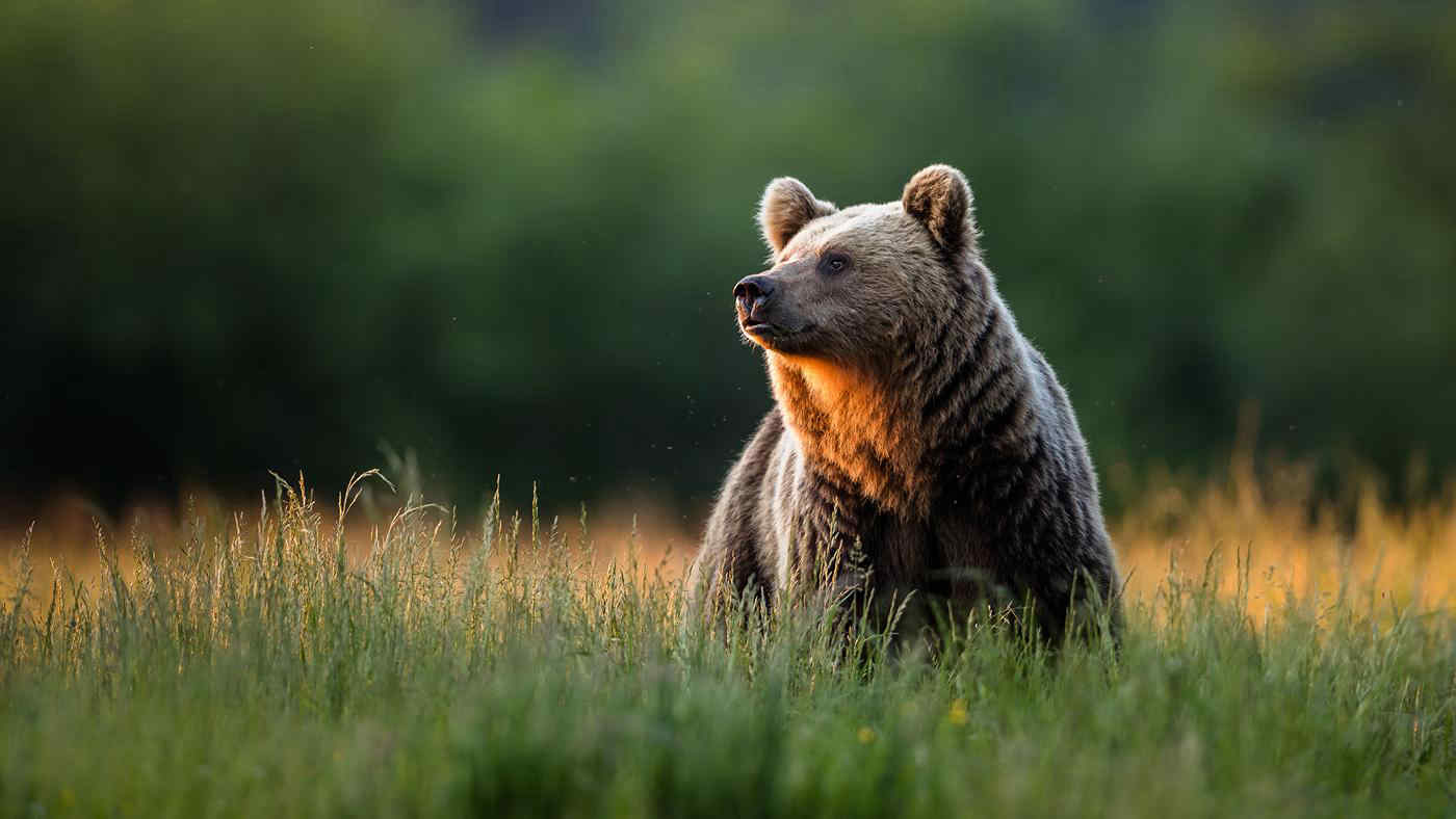 Trentino, scoperta dopo sette mesi la morte di un'orsa: è polemica