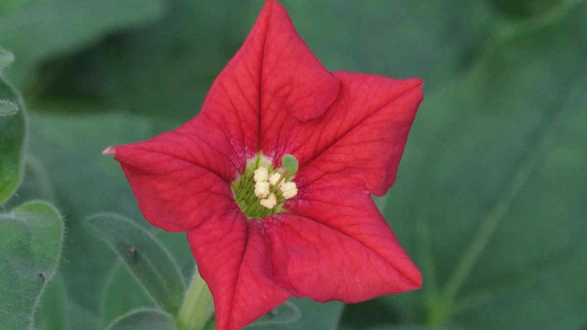 Come prendersi cura della petunia, la pianta ornamentale dai fiori colorati e abbondanti